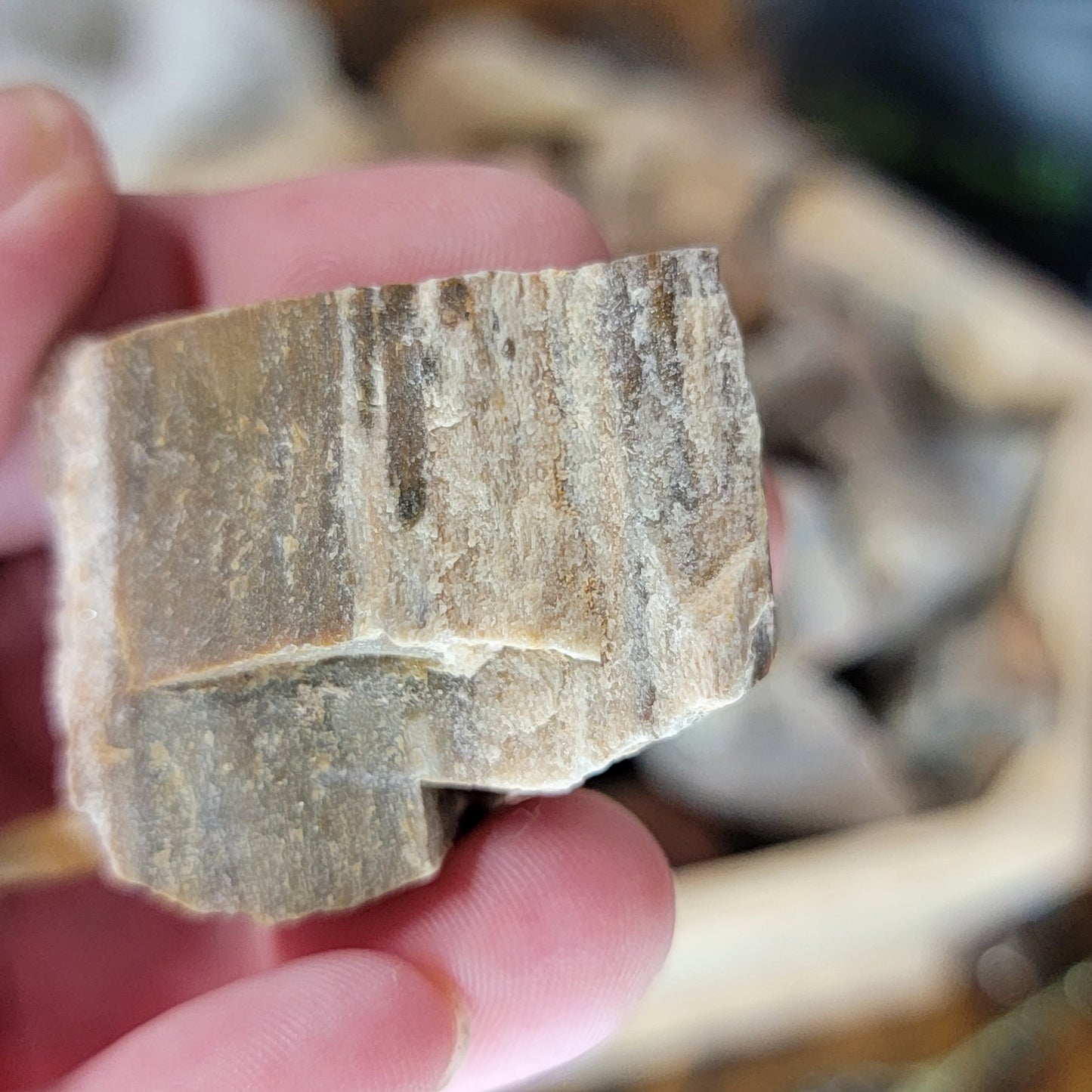 Raw Petrified Wood