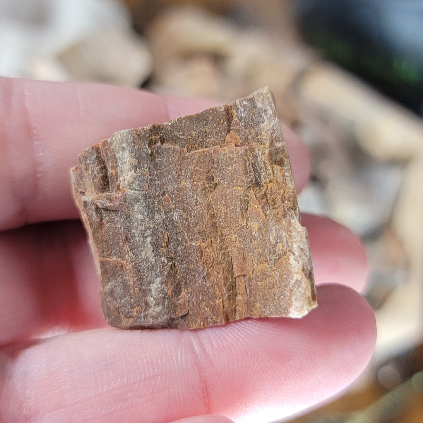 Raw Petrified Wood