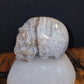 Mexican Crazy Lace Agate Skull