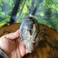 Volcano Agate Crystal Turtle